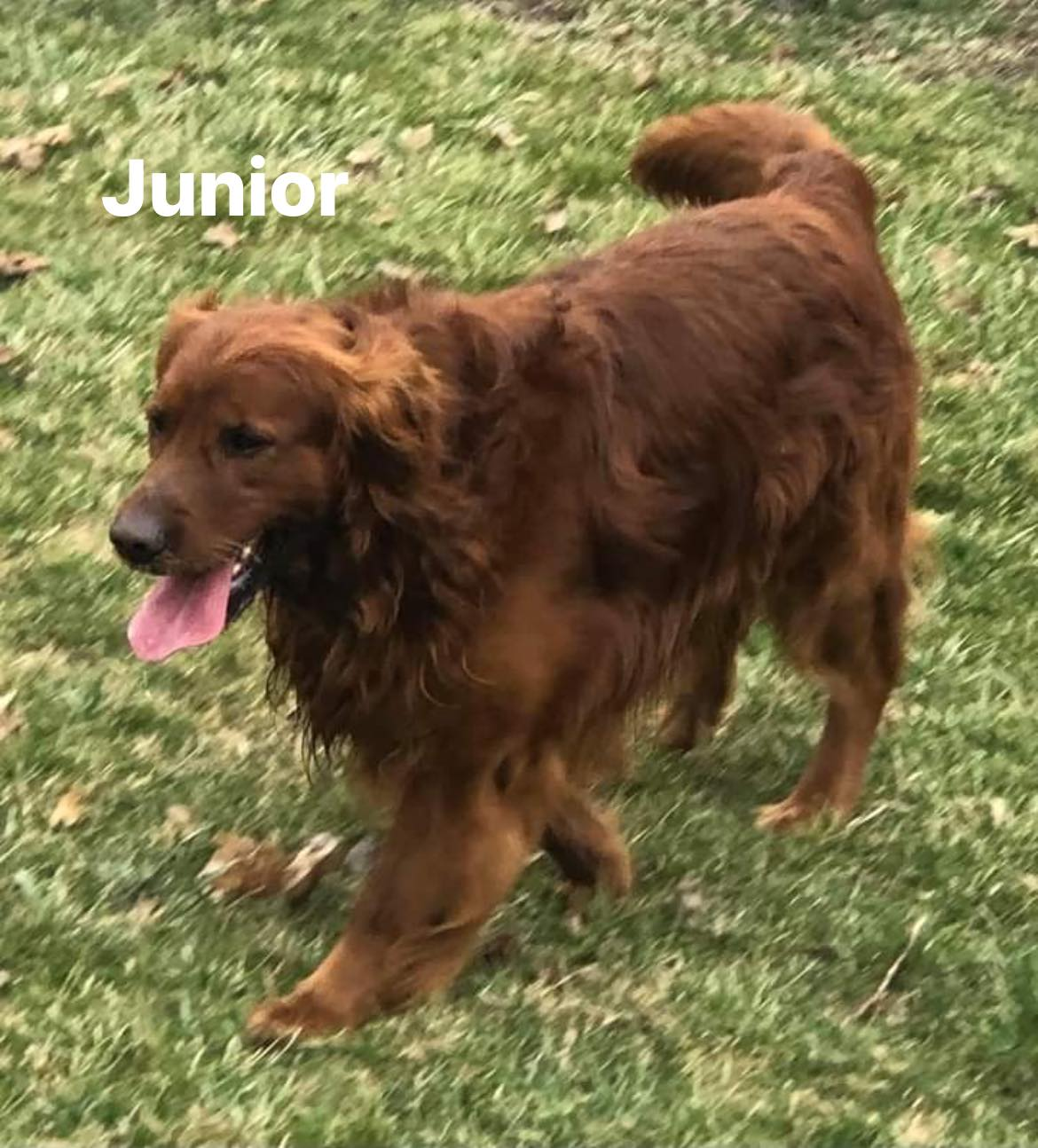 AKC Dark Golden retriever puppies available soon Happy Golden Years Golden Retrievers