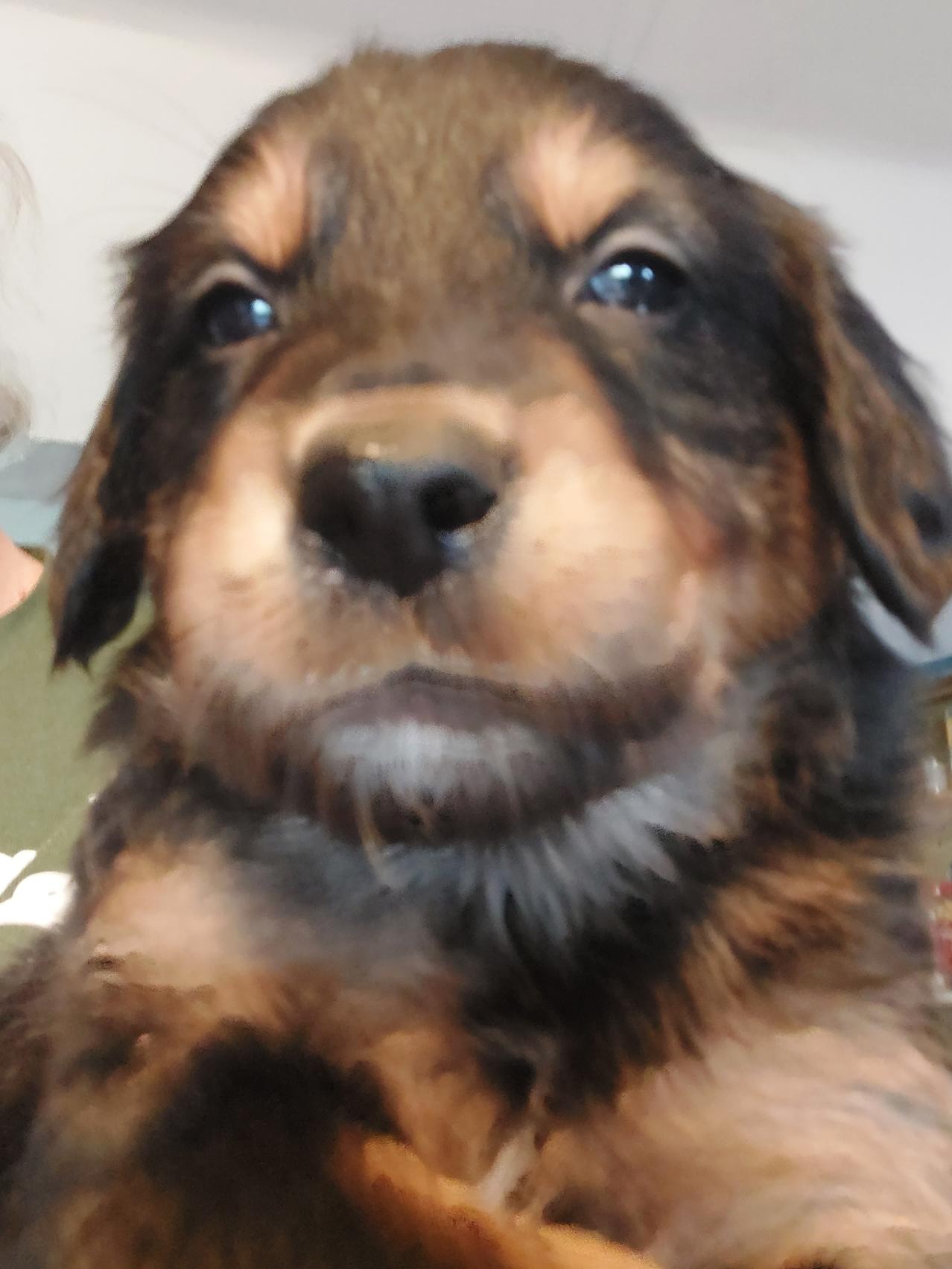 Australian Shepherd / Golden Retriever puppy